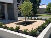 Green Plants for Outdoor Landscaping Ideas